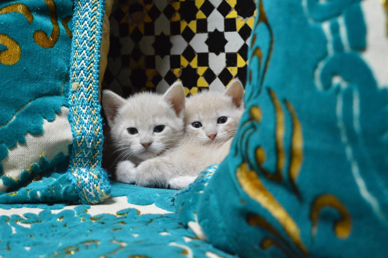 Chez L'Habitant Boueden Фес Екстериор снимка